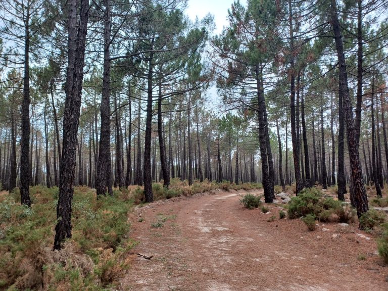 El pinar. A las puertas de Fuentes
