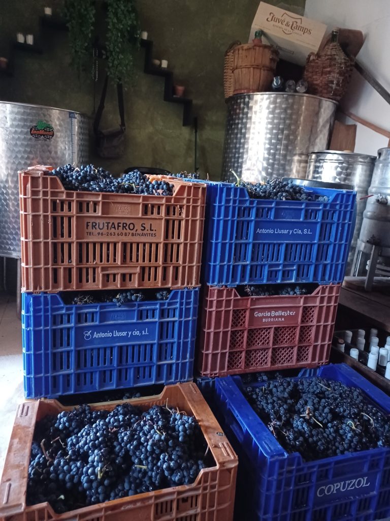 De esta uva estos caldos.