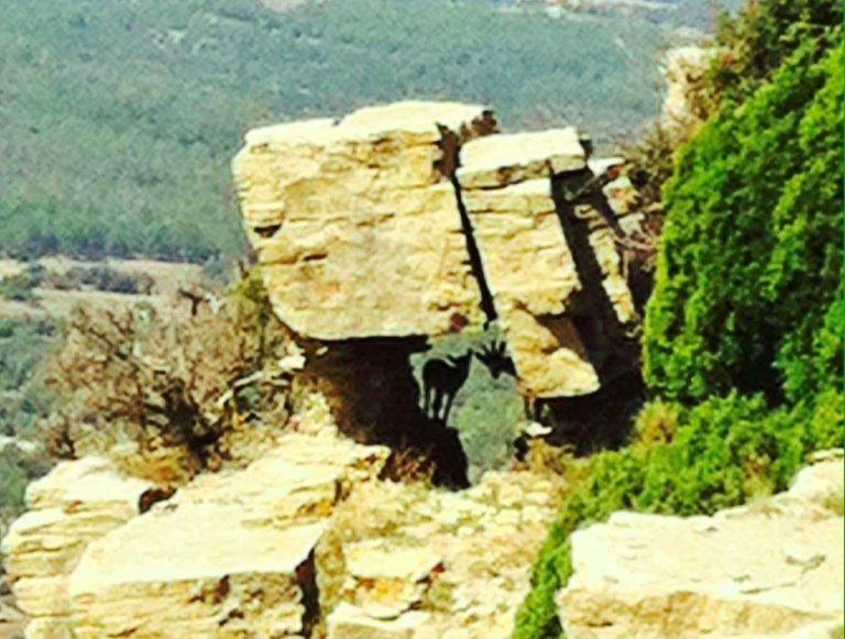 Cabras Montesas en el Peñarroya. La Ventana de Fuentes