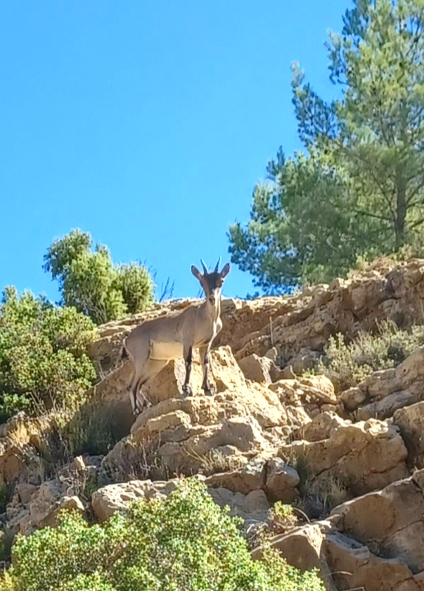 Cabra Montesa en los bosques de Fuentes