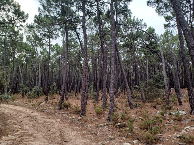 El pinar. A las puertas de Fuentes